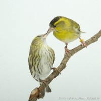 /album/vogels-van-jacques/huvaere-204-jpg/